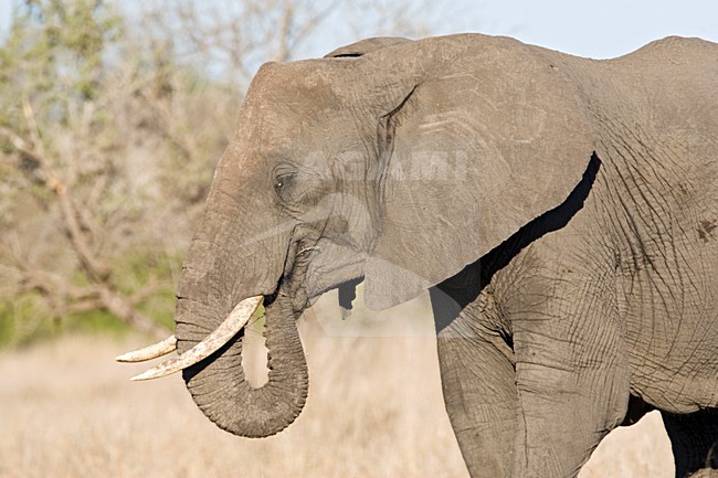 Afrikaanse Olifant in het Kruger Park; African Elephant at Kruger Park stock-image by Agami/Marc Guyt,