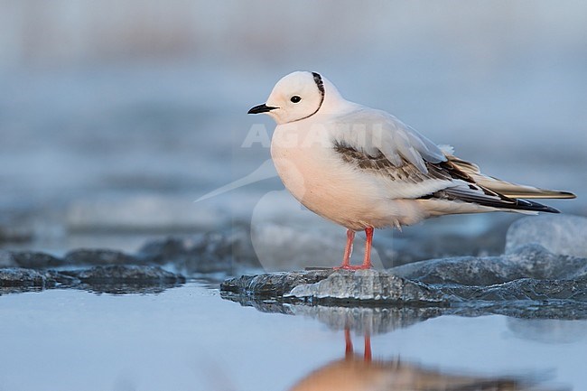 First-summer female Ross's Gull (Rhodostethia rosea) in breeding plumage during the short arctic spring in Barrow, Alaska, USA in June 2018 stock-image by Agami/Dubi Shapiro,