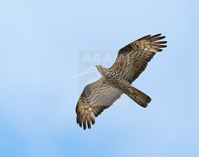 Adult European Honey Buzzard (Pernis apivorus) flying, migrating in blue sky showing underside stock-image by Agami/Ran Schols,