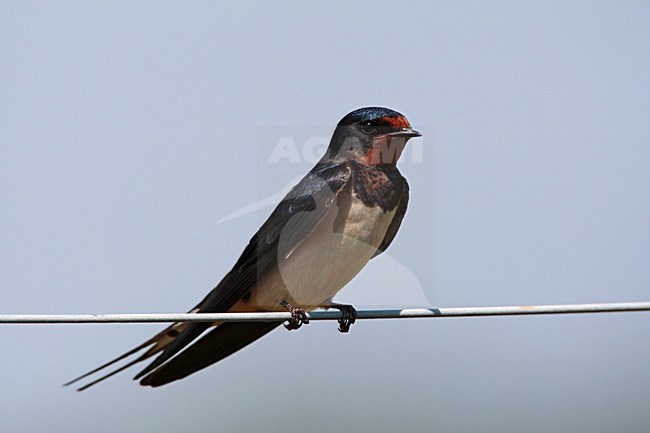 Boerenzwaluw adult zittend op draad Nederland; Barn Swallow adult perched on wire Netherlands stock-image by Agami/Wil Leurs,