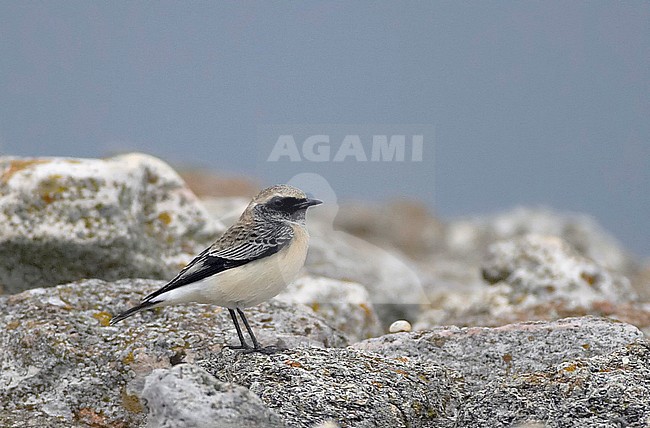 Onvolwassen mannetje Bonte Tapuit, Immature male Pied Wheatear stock-image by Agami/Tomi Muukkonen,