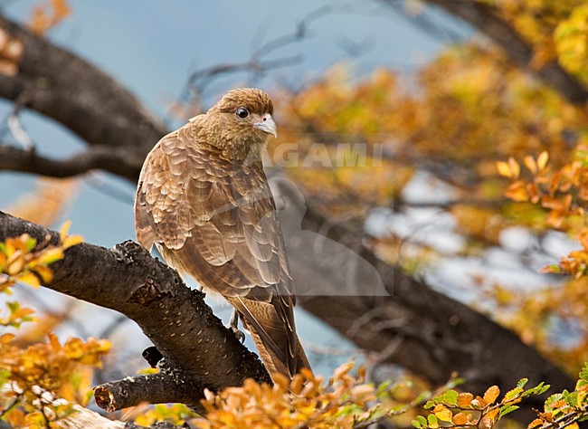 Chimango zittend op een tak; Chimango Caracara perched on a branch stock-image by Agami/Marc Guyt,
