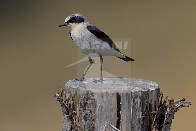 Tapuit man zittend; Northern Wheatear male perched stock-image by Agami/Daniele Occhiato,