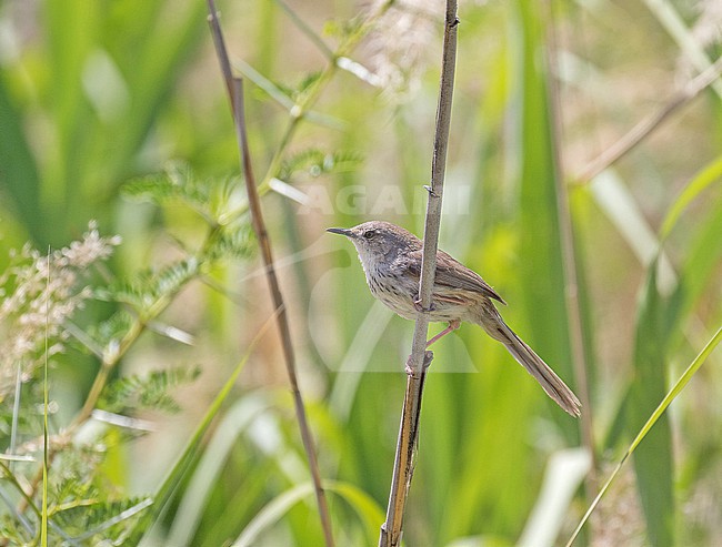 Namaqua Warbler (Phragmacia substriata) in South Africa. stock-image by Agami/Pete Morris,