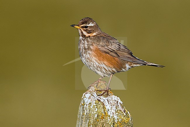 Icelandic Redwing (Turdus iliacus coburni) on Iceland. stock-image by Agami/Daniele Occhiato,