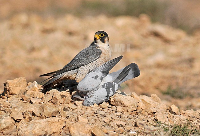 Barbary Falcon (Falco pelegrinoides pelegrinoides) on Fuerteventura. stock-image by Agami/Rene Pop ,
