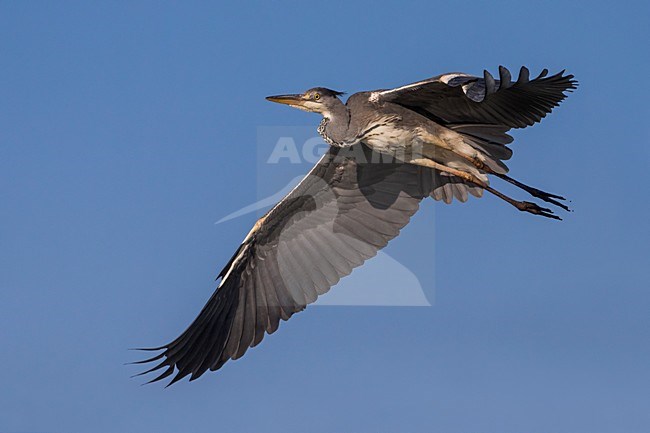 Blauwe Reiger; Grey Heron; Ardea cinerea stock-image by Agami/Daniele Occhiato,