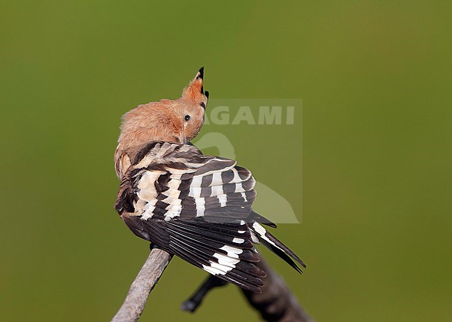 Eurasian Hoopoe (Upupa epops epops) during spring in Hungary. stock-image by Agami/Marc Guyt,