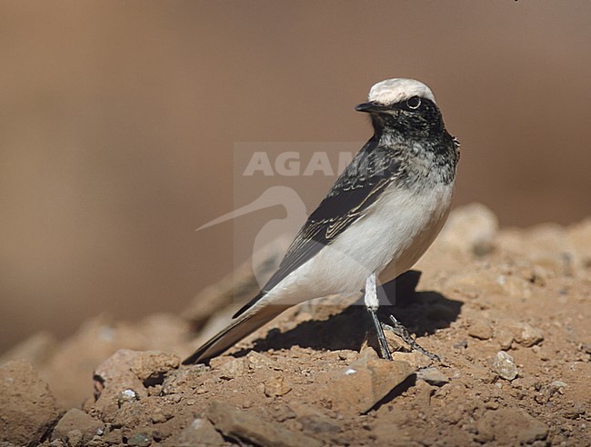 First-winter male Hooded Wheatear (Oenanthe monacha) in Jordan. stock-image by Agami/Rene Pop - The Sound Approach,