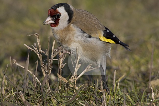European Goldfinch perched on a branch; Putter zittend op een tak stock-image by Agami/Daniele Occhiato,