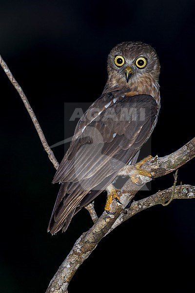 Barking Owl (Ninox connivens) Perched on a branch in Papua New Guinea stock-image by Agami/Dubi Shapiro,