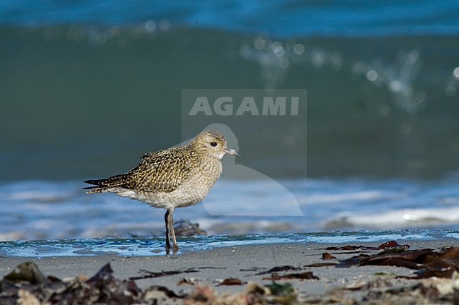 Golden Plover standing on a beach; Goudplevier staand op het strand stock-image by Agami/Marc Guyt,