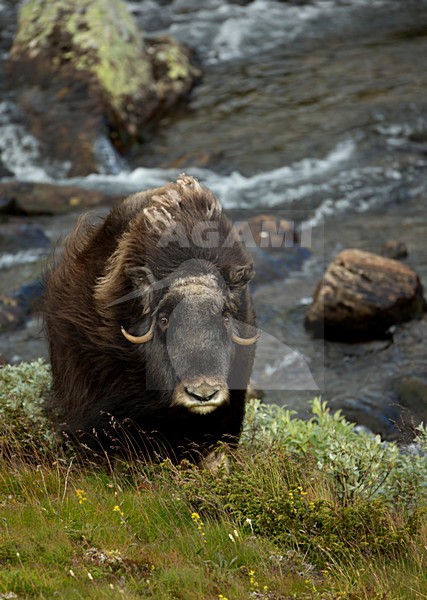 Muskusos, Muskox stock-image by Agami/Danny Green,