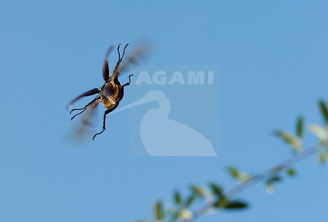 Mannetje Vliegend hert in vlucht, Male Stag beetle in flight stock-image by Agami/Rob de Jong,