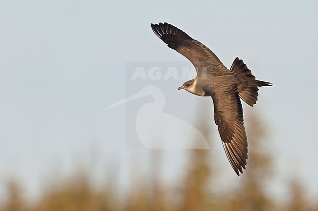 Parasitic Jaeger (Stercorarius parasiticus) flying in Churchill, Manitoba, Canada. stock-image by Agami/Glenn Bartley,