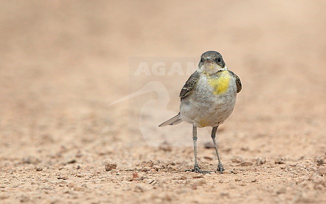 Male Eastern Yellow Wagtail (Motacilla tschutschensis) walking on the ground at Bahkplee, Nakorn Nayok in Thailand. stock-image by Agami/Helge Sorensen,