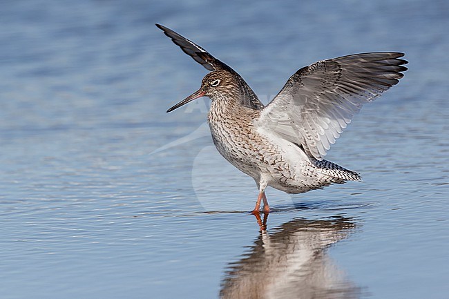 A Common Redshank is seen holding up its wings at a shallow freshwater pond against a blue background at Spaarndam, The Netherlands. stock-image by Agami/Jacob Garvelink,