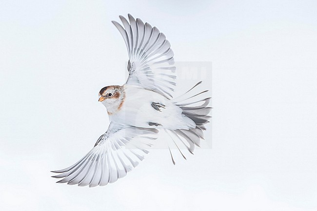 Snow Bunting (Plectrophenax nivalis) flying against white background in its wintering habitat in Canada. stock-image by Agami/Marcel Burkhardt,