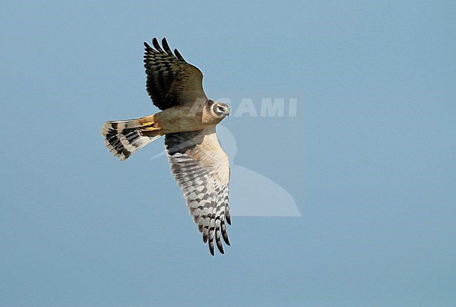 Pallid harrier (Circus macrourus), immature female in flight seen from the side showing under wing. stock-image by Agami/Fred Visscher,
