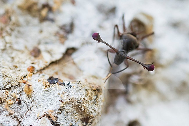 Stalk-eyed Fly - Stielaugenfliege - Chaetodiopsis meigenii, Oman, imago stock-image by Agami/Ralph Martin,