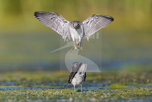 Wood Sandpiper (Tringa glareola), front view of an adult in flight, Campania, Italy stock-image by Agami/Saverio Gatto,