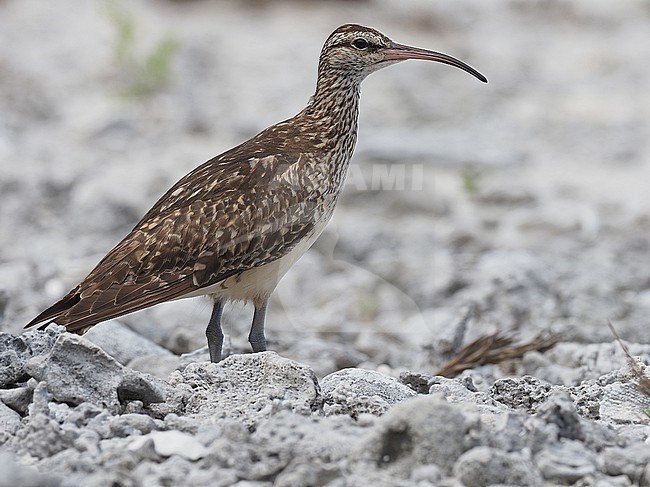 Wintering Bristle-thighed Curlew (Numenius tahitiensis) in French Polynesia. stock-image by Agami/James Eaton,