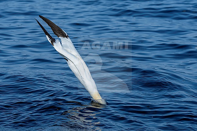 Northern Gannet (Morus bassanus) hunting for fish. stock-image by Agami/Marcel Burkhardt,