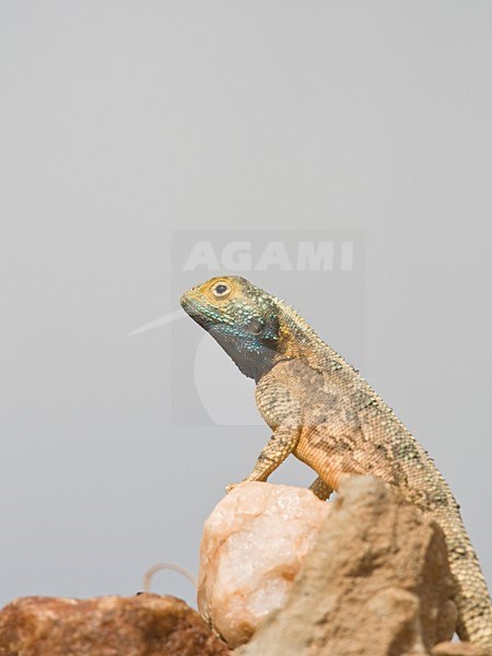 Mannetje Common Spiny Agama op steen Namibie, Male Common Spiny Agama at rock Namibia stock-image by Agami/Wil Leurs,