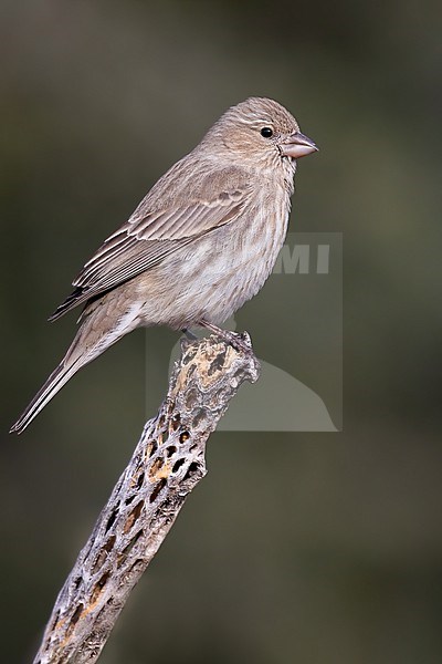 House Finch (Haemorhous mexicanus) adult female perched on a branch stock-image by Agami/Dubi Shapiro,