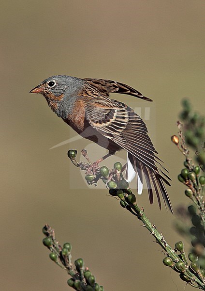 Cretzschmar's Bunting (Emberiza caesia) adult stretching it's wing stock-image by Agami/Andy & Gill Swash ,