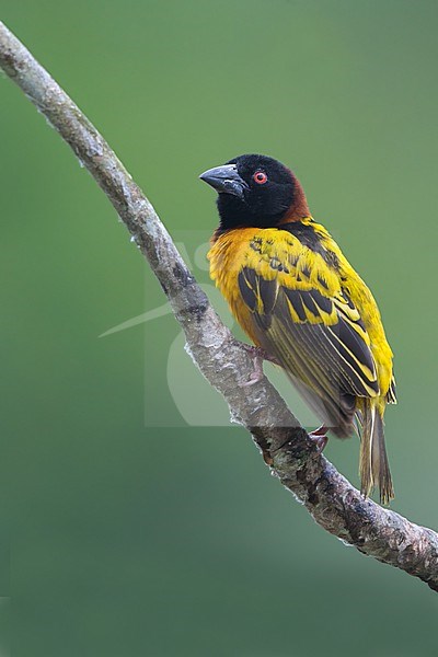 Village Weaver (Ploceus cucullatus) male perched on a branch in a rainforest in Ghana. stock-image by Agami/Dubi Shapiro,