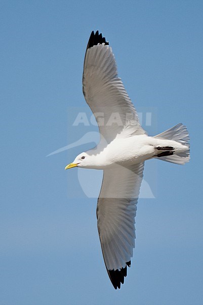 Volwassen Drieteenmeeuw in vlucht, Black-legged Kittiwake adult in flight stock-image by Agami/Roy de Haas,