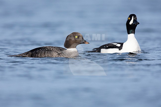 Barrow's Goldeneye (Bucephala islandica), side view of a couple swimming in the water, Northeastern Region, Iceland stock-image by Agami/Saverio Gatto,