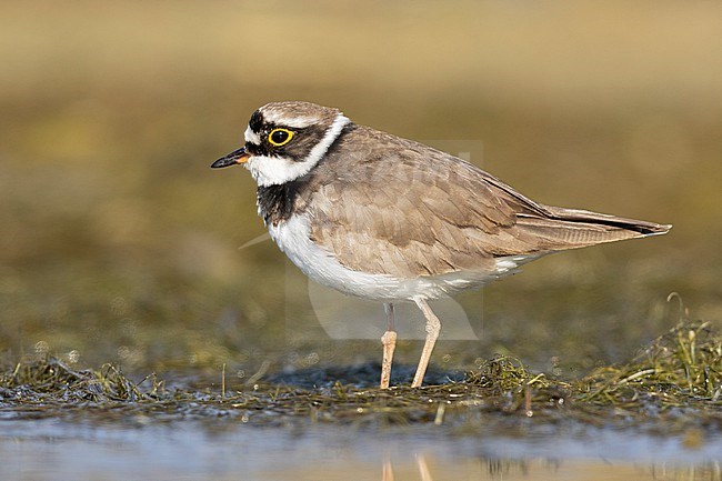 Little Ringed Plover (Charadrius dubius), side view of an adult standing on the ground, Campania, Italy stock-image by Agami/Saverio Gatto,