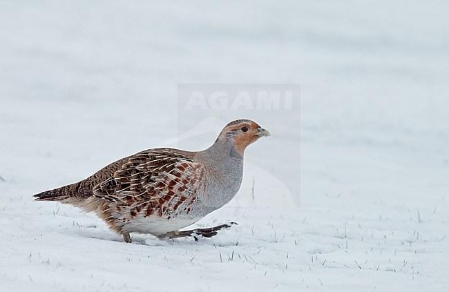 Patrijs in de sneeuw, Grey Partridge in the snow stock-image by Agami/Markus Varesvuo,