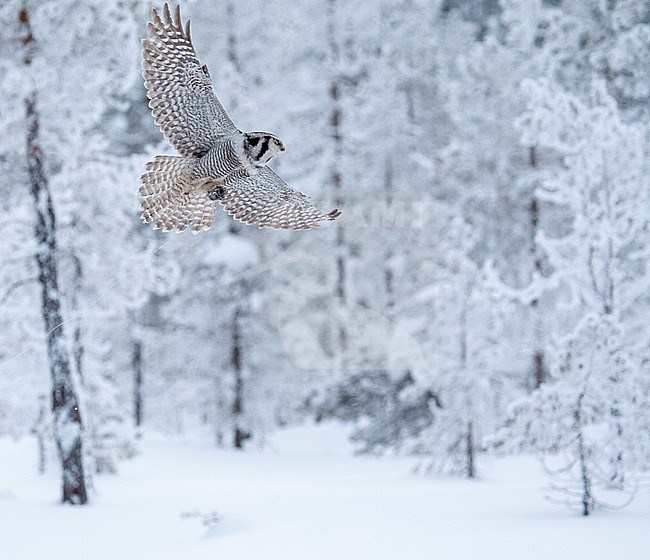 Northern Hawk Owl (Surnia ulula) during cold winter in Kuusamo, Finland. stock-image by Agami/Marc Guyt,