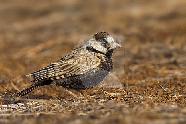 Zwartkopvinkleeuwerik; Black-crowned Sparrow-Lark stock-image by Agami/Daniele Occhiato,