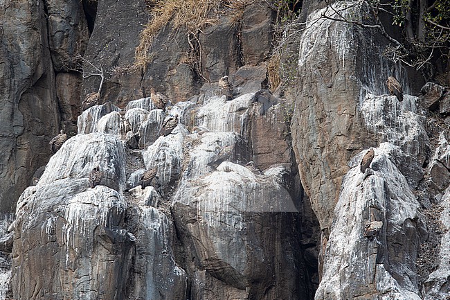 Breeding colony of Rüppell's vulture (Gyps rueppelli), also called Rüppell's griffon vulture, subspecies erlangeri, found at Wondo Genet in Ethiopia stock-image by Agami/Mathias Putze,