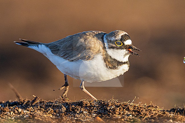 Kleine Plevier, Little Ringed Plover, Charadrius dupius stock-image by Agami/Menno van Duijn,