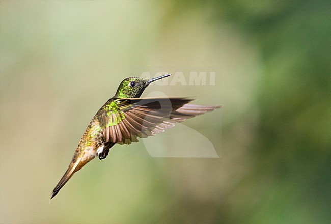Bruinstaarthoornkolibrie in vlucht; Buff-tailed Coronet in flight stock-image by Agami/Marc Guyt,