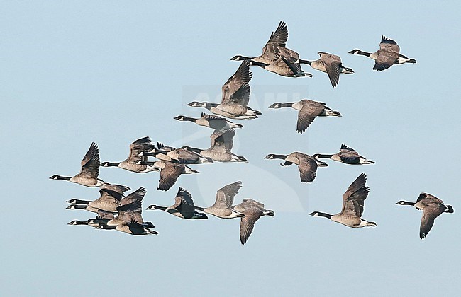 Canada Goose, (Branta canadensis) group in flight, seen from the side. stock-image by Agami/Fred Visscher,
