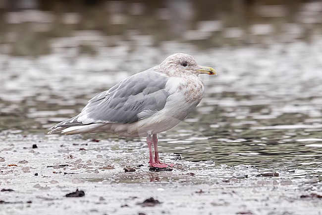 Adult winter Glaucous-winged Gull
(Larus glaucescens) sitting in Arhus, Jutland, Denmark. stock-image by Agami/Vincent Legrand,