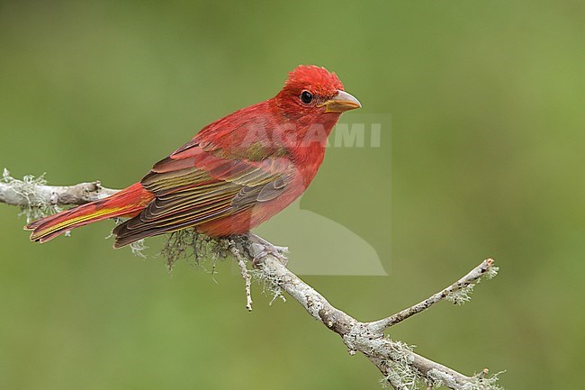 Adult male in transition to breeding
Galveston Co., TX
April 2013 stock-image by Agami/Brian E Small,