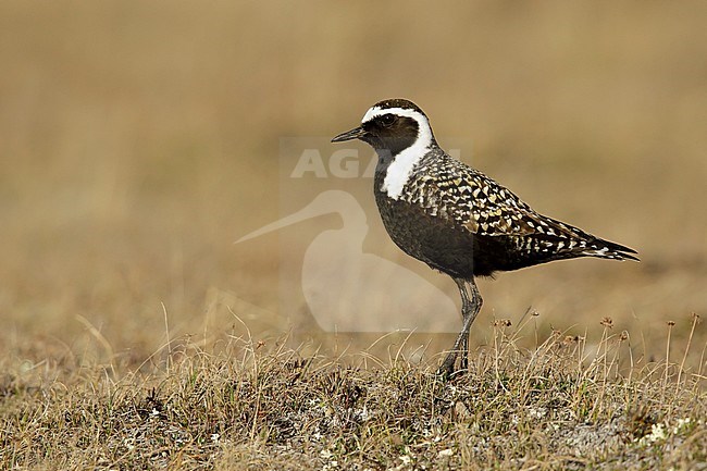 Adult male American Golden Plover (Pluvialis dominica) in breeding plumage on the tundra of Churchill, Manitoba, Canada. stock-image by Agami/Brian E Small,
