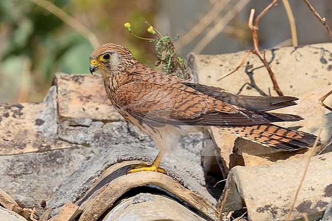 Lesser Kestrel, female, Adult, Matera, Basilicata, Italy (Falco naumanni) stock-image by Agami/Saverio Gatto,