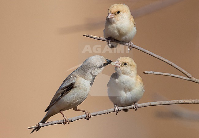 Desert Sparrow (Passer simplex saharae), adult male feeding its chick stock-image by Agami/Saverio Gatto,