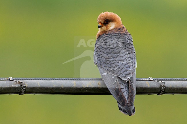 Volwassen vrouwtje Roodpootvalk; Adult female Red-footed Falcon stock-image by Agami/Daniele Occhiato,