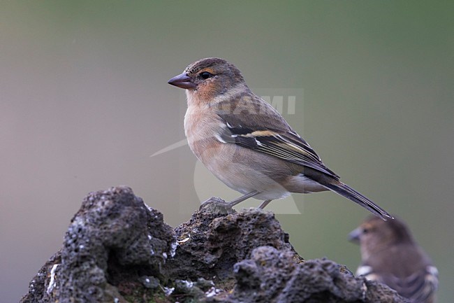 Vrouwtje Azorenvink; Azores Chaffinch female stock-image by Agami/Daniele Occhiato,
