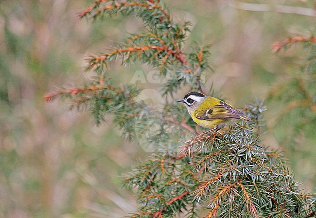 Flamecrest (Regulus goodfellowi) on Taiwan. stock-image by Agami/Pete Morris,