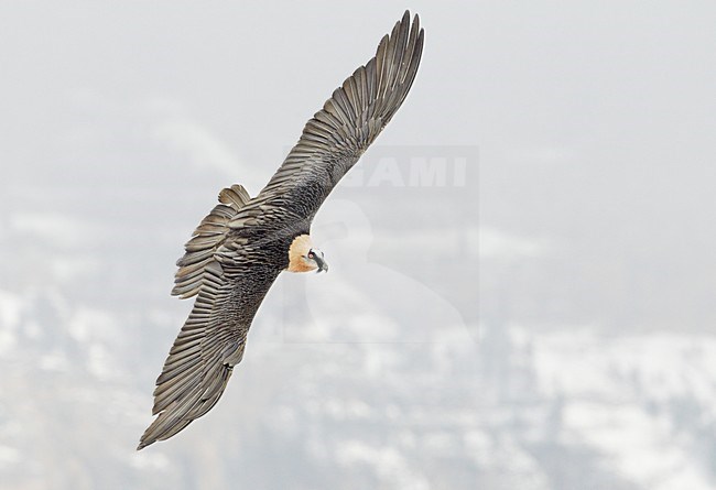 Volwassen Lammergier in de vlucht; Adult Bearded Vulture in flight stock-image by Agami/Markus Varesvuo,